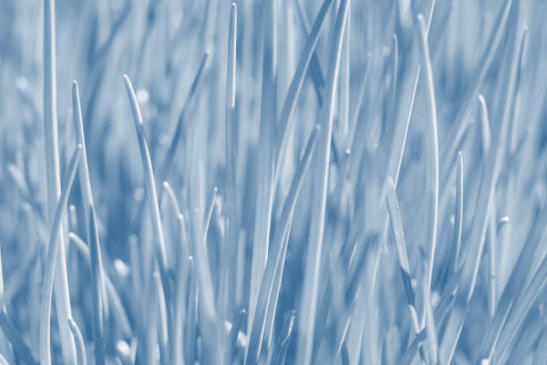 istock Layout with grass with thin blade leaves as natural textured background. 1481972276