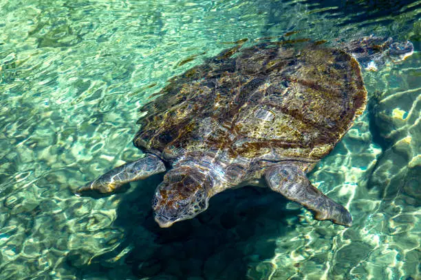 Sea turtle swimming in Xcaret in the Mayan Riviera of Mexico, this is a place for the breeding of this type of marine animals that come annually to the town of Akumal to lay their eggs on its beaches.