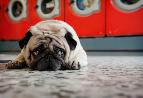 Pug laying on laundromat floor