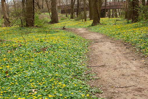 Forest path with springtime ground cover growth.