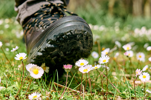 Human foot in mountain shoe tramples white daisies flowers on green field. Environment issue, fragility concept, save the planet.