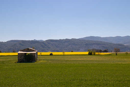 Barn in the middle of the meadow close to the snowed mountains with yellow colza field