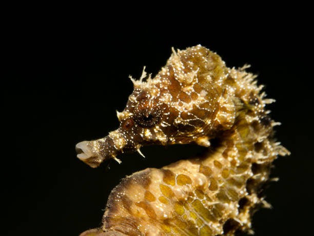 istock Close up of a tiny seahorse from Cyprus 1481981148