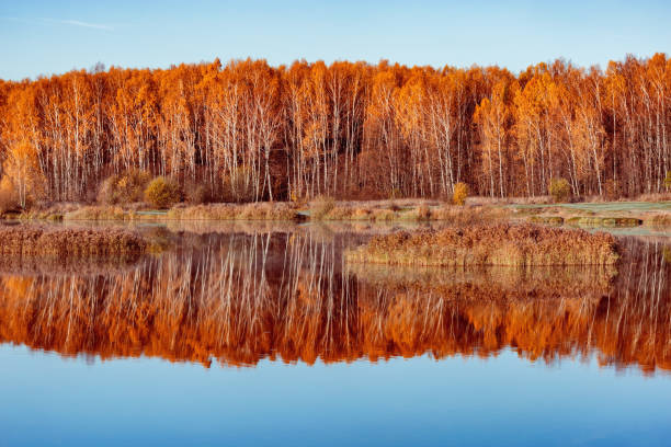 istock Forest by the lake at cold autumn morning. 1481982917