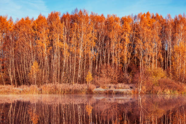 Forest by the lake at cold autumn morning.