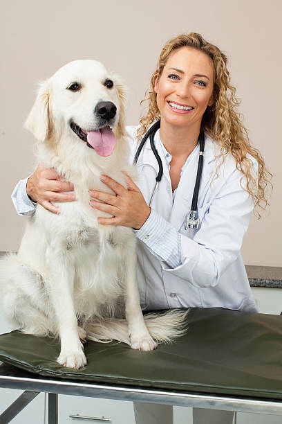 собака в офис ветеринара контактном - doctor dog portrait animal hospital стоковые фото и изображения