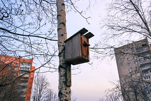 Old birdhouse without birds on a tree in the city