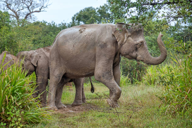 istock Side view to a grown up muddy elephant 1481988629