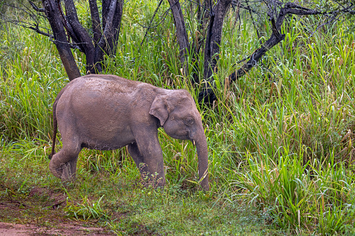Muddy elephant calf in lush and wet grass in the forest in the Kaudulla National Park in the North Central Province in Sri Lanka