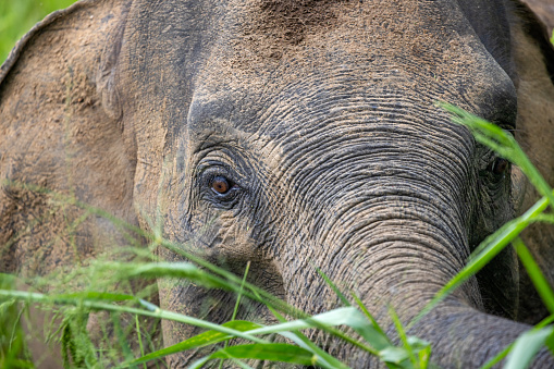 Portrait of a muddy female elephant in the forest on a rainy day in the Kaudulla National Park in the North Central Province in Sri Lanka