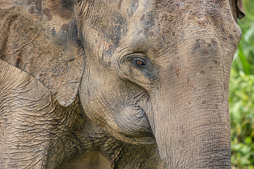 close up portrait of an African elephant on the savannah
