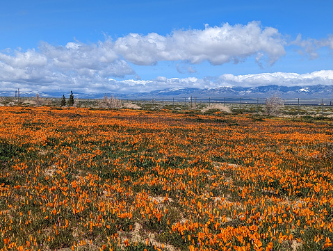 California Poppies near the Antelope Valley Poppy Reserve and Lancaster California in early April 2023