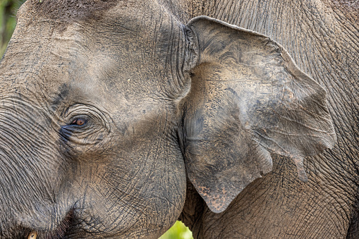 A close up portrait of an African elephant eye captured in the forest of Lake Manyara National Park - Tanzania