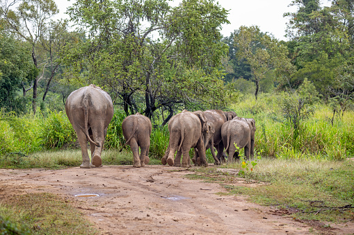 Group of muddy elephants walking down a dirt road on a rainy day in the forest in the Kaudulla National Park in the North Central Province in Sri Lanka