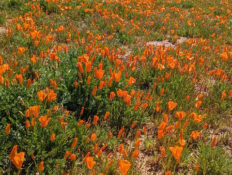 Flowering orange California poppy flower blossom with an exposed stamen.