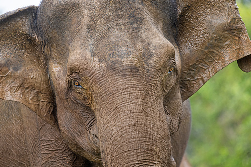 Portrait of a young muddy elephant in the forest in the Kaudulla National Park in the North Central Province in Sri Lanka
