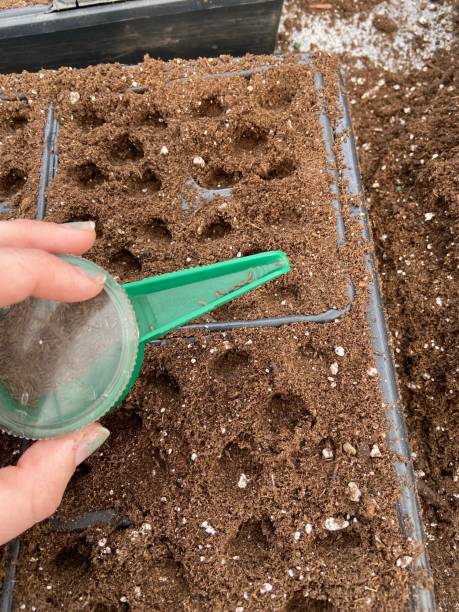istock Hand seeding a tray of lettuce 1481991465