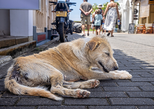 Galle, Sri Lanka - February 10th 2023: Well kept stray dog outside a shop in Galle the most southern city in Sri Lanka