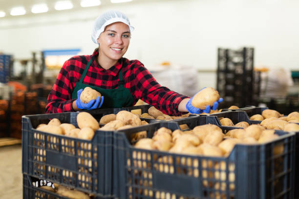 Warehouse worker checks the quality of harvested potato crop Warehouse worker checks the quality of the harvested potato crop vegetable factory stock pictures, royalty-free photos & images