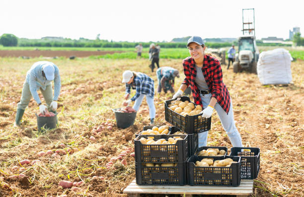 istock Girl stacking boxes with harvested potatoes on vegetable farm field 1481993214