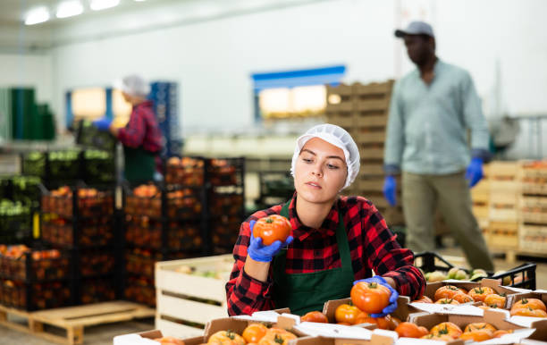 istock Young farmer woman inspects freshly picked tomatoes 1481993244