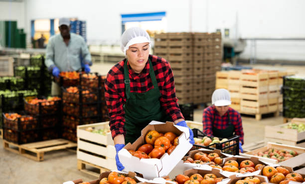 istock Female employee of vegetable sorting factory stack crates of tomatoes 1481993247