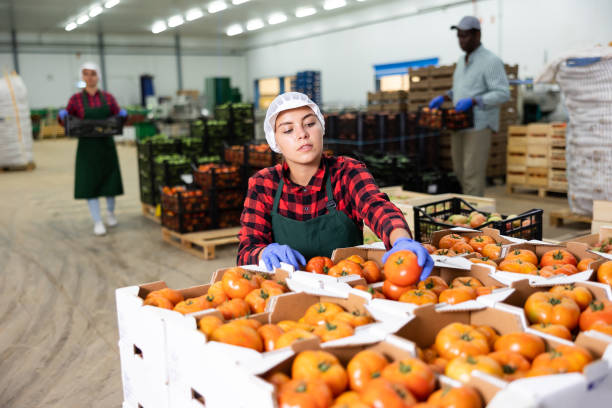 istock Young farmer woman inspects freshly picked tomatoes 1481993289