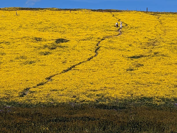 Super bloom of wildflowers along the San Andreas in the Carrizo Plain National Monument west of Bakersfield California in early April 2023 stock photo
