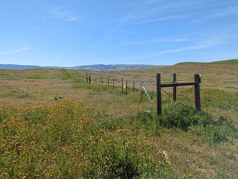 Super bloom of wildflowers along the San Andreas on a ranch in the Carrizo Plain National Monument west of Bakersfield California in early April 2023