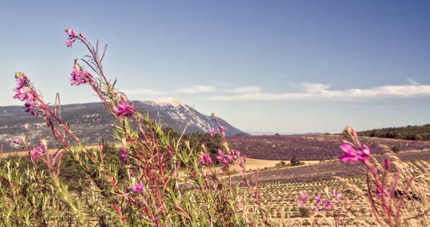 istock Wild flowers blowing in the breeze, Mt Ventoux 1481994496