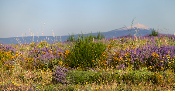 Flowers in the foreground, the mountain blurred