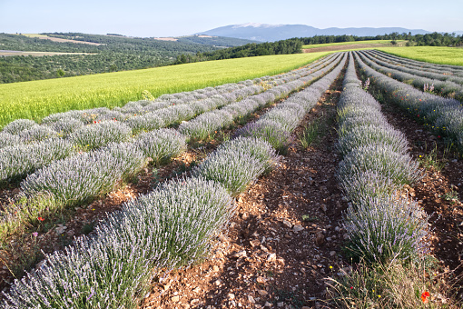 Lavender on the high plateau