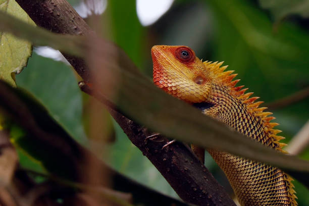 istock common indian garden color changing lizard in close up 1481995186