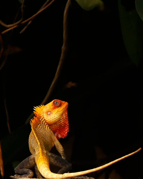 common indian color changing lizard in close up