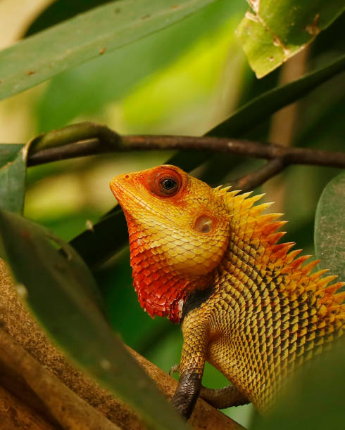 common indian garden color changing lizard in close up