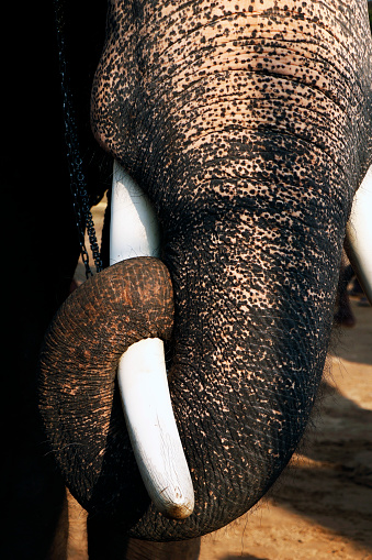 Close up tail of the elephant