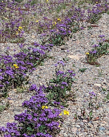 Spring flowers along dirt road and a desert wash in Death Valley National Park early April 2023