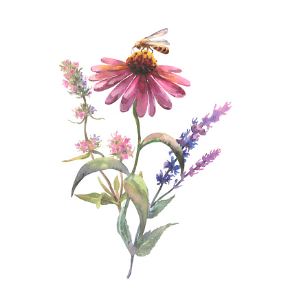 Wildflowers bouquet with Echinacea purpurea, sage and thyme, and bee, sitting on the flowers on a white background. Watercolor botanical illustration, floral elements, Purple flowers