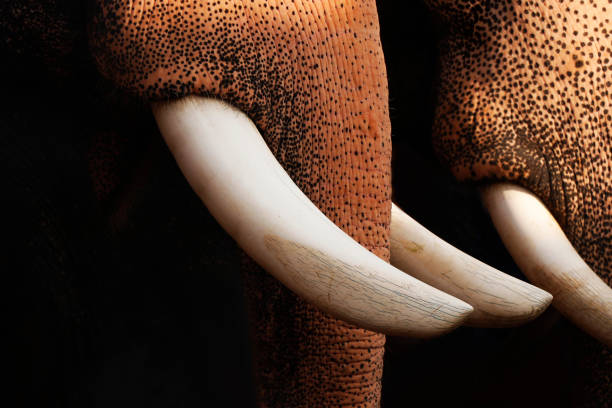 istock indian elephant trunk and tusk in close up 1481996487