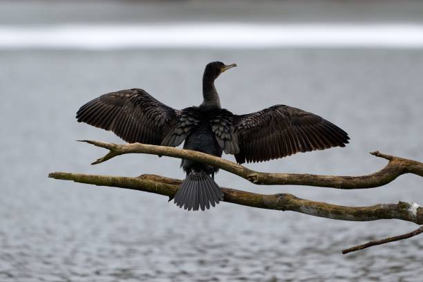 istock Great Cormorant (Phalacrocorax Carbo) drying his wings on a branch 1481996549