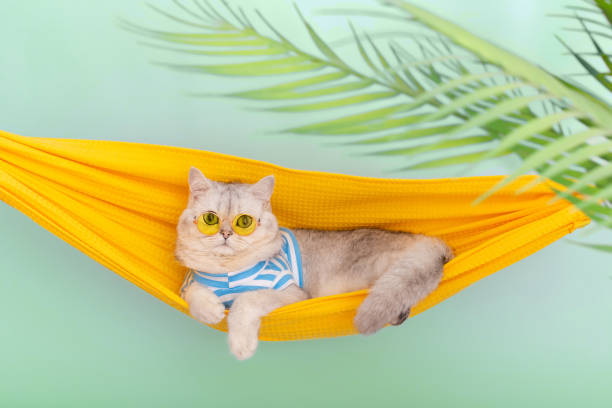 istock Stylish white cat in a yellow glasses resting in a yellow fabric hammock 1481996575