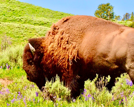 American Bison in South Dakota prairie with bird on back.