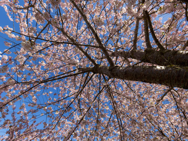 istock Vancouver cherry blossom festival 2023 1481999531