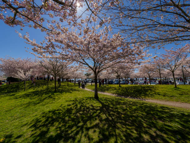 istock Vancouver cherry blossom festival 2023 1481999547