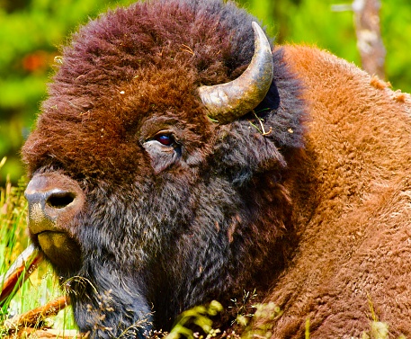 Yellowstone Bison are the large land mammal in North America