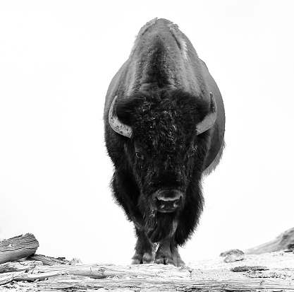 Yellowstone Bison are the large land mammal in North America