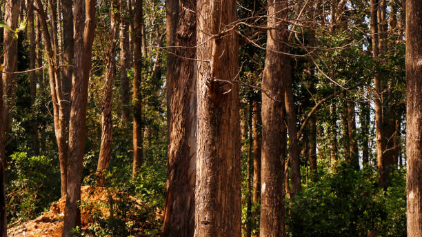 istock thick forest in kerala india with teak and eucalyptus trees 1482000292
