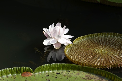Flower of the giant waterlily Victoria Regia, Victoria amazonica