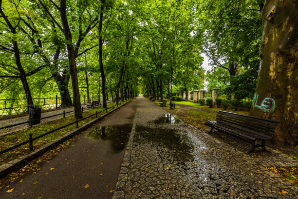 istock A long path between green trees on a city promenade, reflecting in a puddle on a sunny day 1482000880