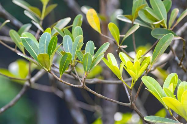 istock Leaves and branches of Siamese balsa, Alstonia spatulata 1482001505